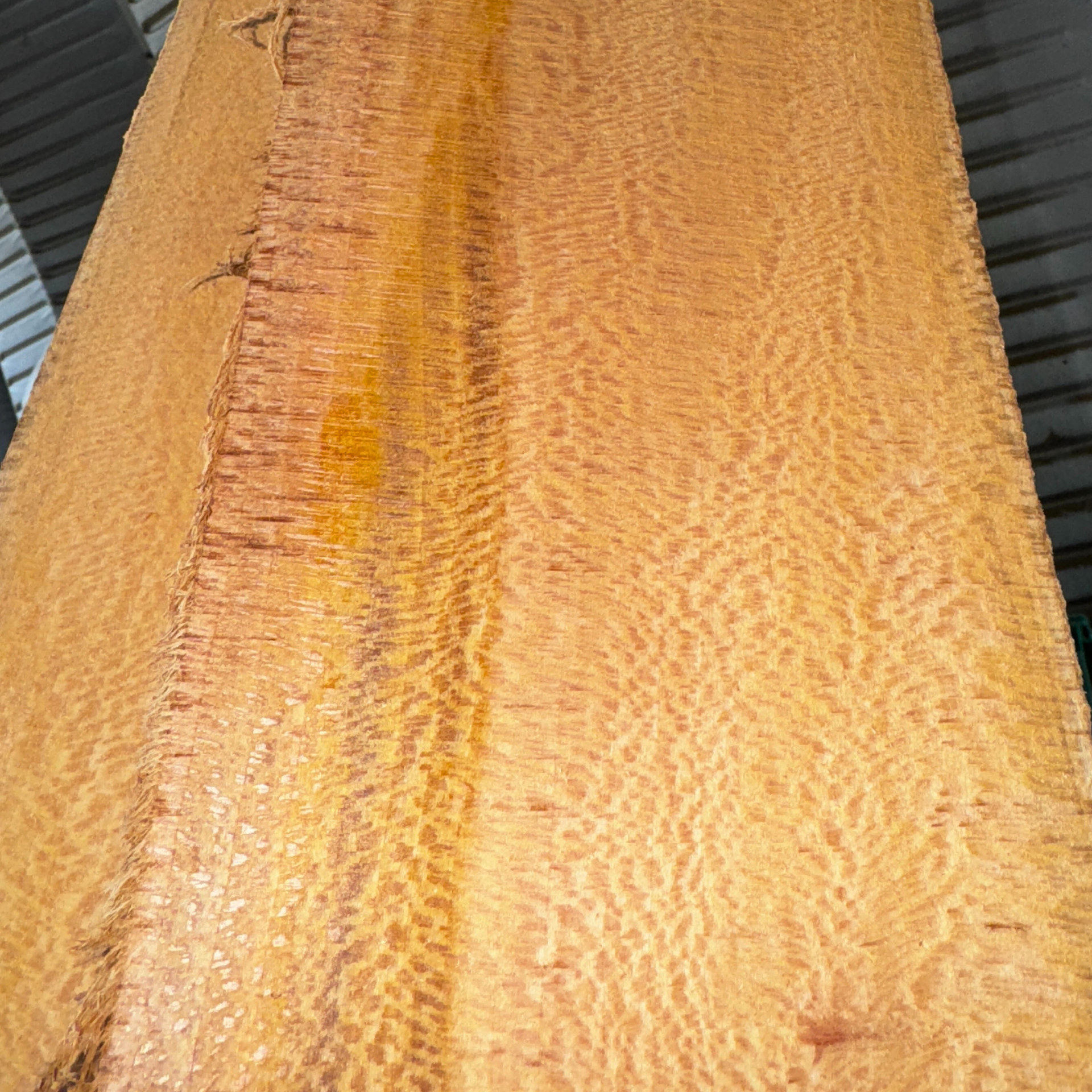 Sycamore